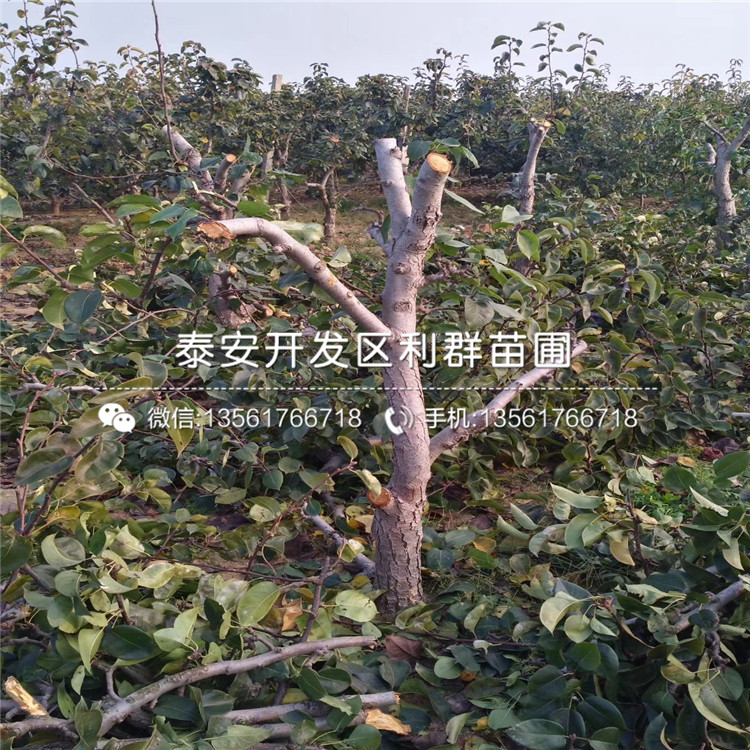 碭山酥梨苗新品種、2019年碭山酥梨苗價(jià)格