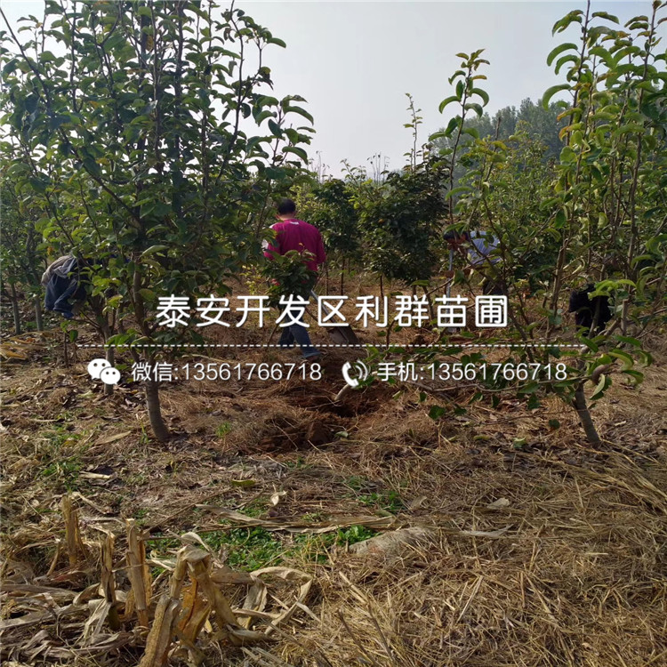 翡翠梨苗、翡翠梨苗多少錢一株