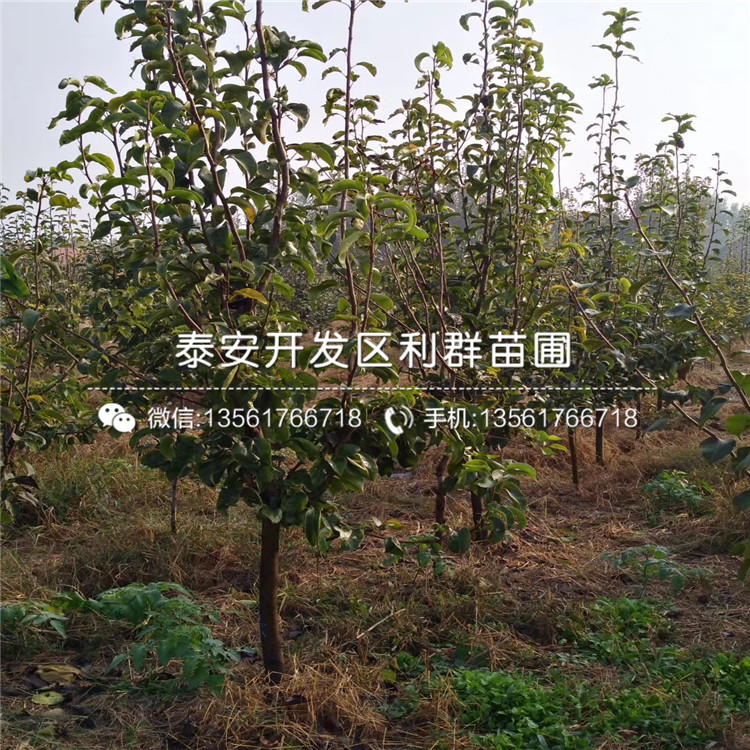 山東三紅梨苗、山東三紅梨苗什么價格