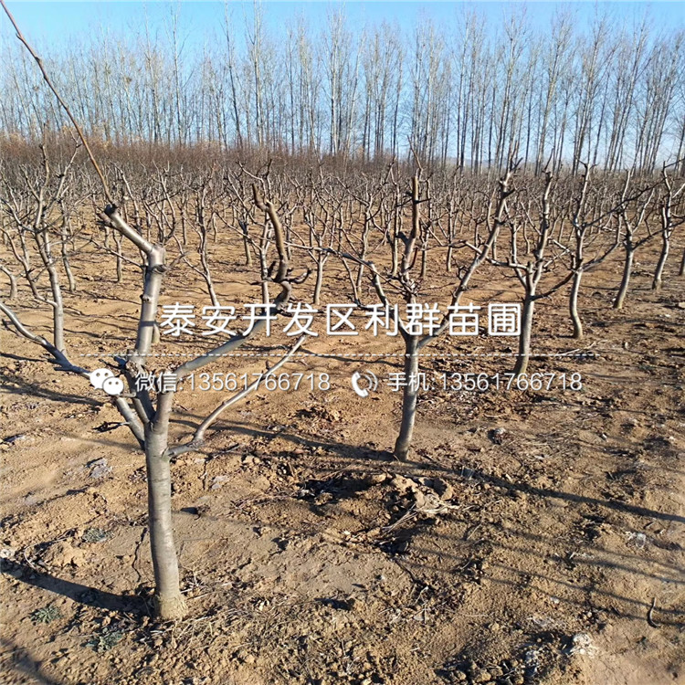 山東早酥紅梨樹苗、山東早酥紅梨樹苗多少錢一株