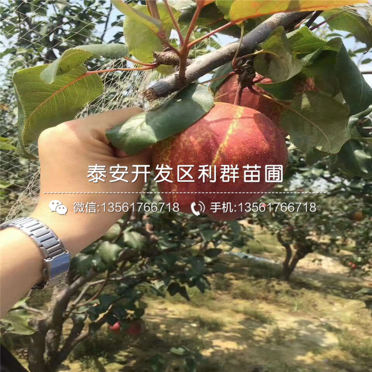 紅星梨樹苗、紅星梨樹苗出售