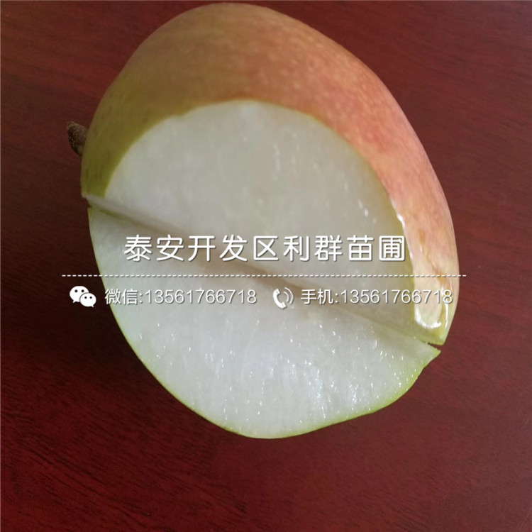 冰糖雪梨樹苗新品種