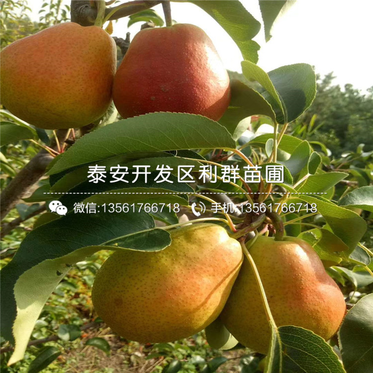 哪里有秋月梨樹苗、秋月梨樹苗價格多少