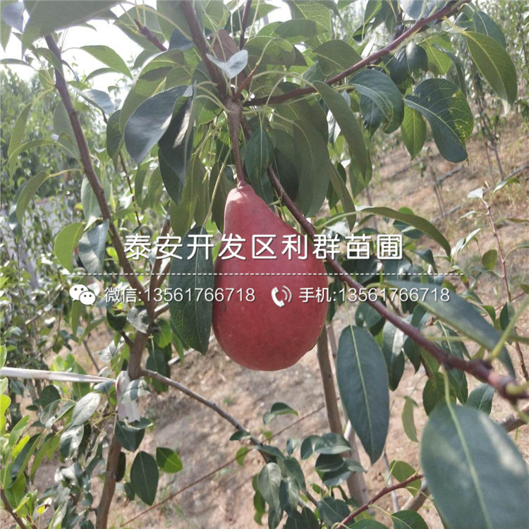 金果梨苗出售價(jià)格