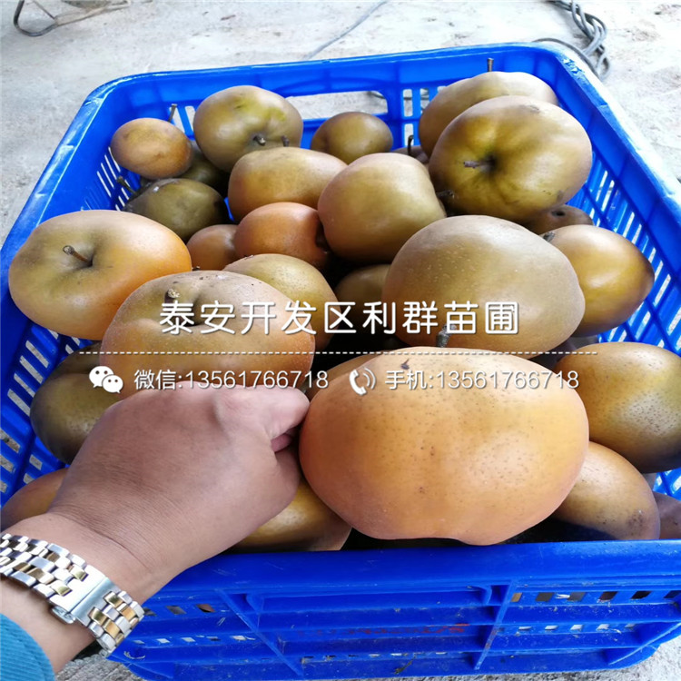 紅香梨樹(shù)苗、紅香梨樹(shù)苗報(bào)價(jià)