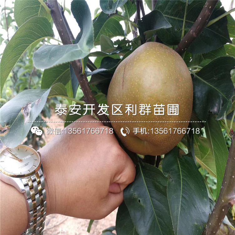 美人酥梨樹苗價(jià)格、2019年美人酥梨樹苗價(jià)格