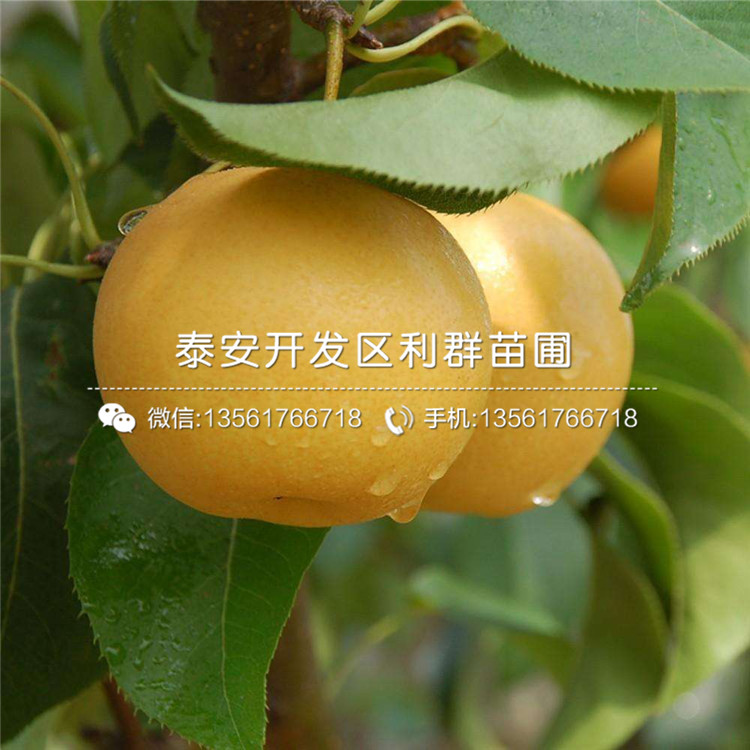 哪里有賣庫(kù)爾勒梨苗的、2019年庫(kù)爾勒梨苗價(jià)格