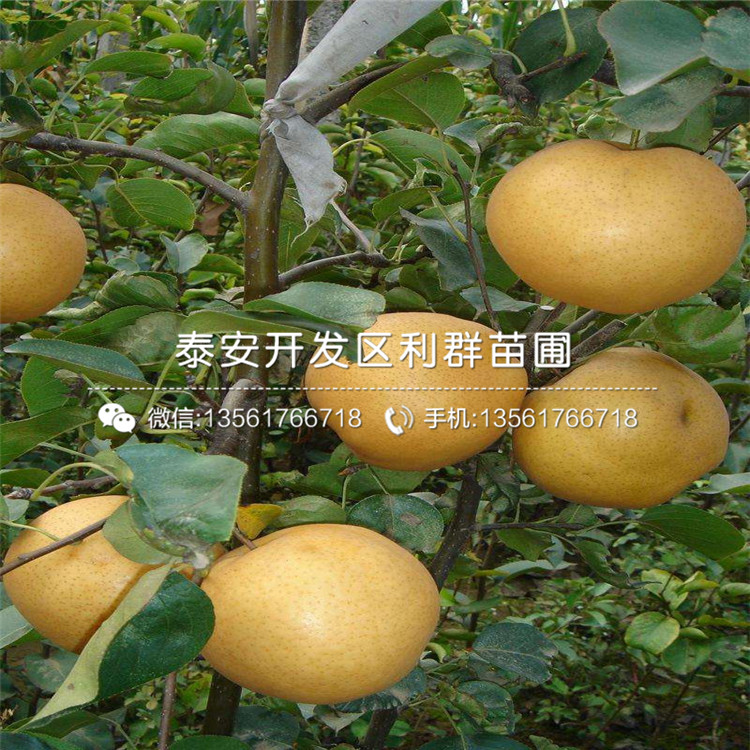 紅啤梨苗出售