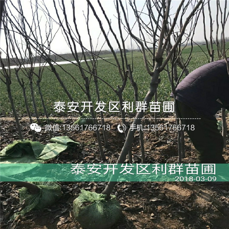 2019年甜柿子樹苗報(bào)價(jià)、甜柿子樹苗多少錢一棵