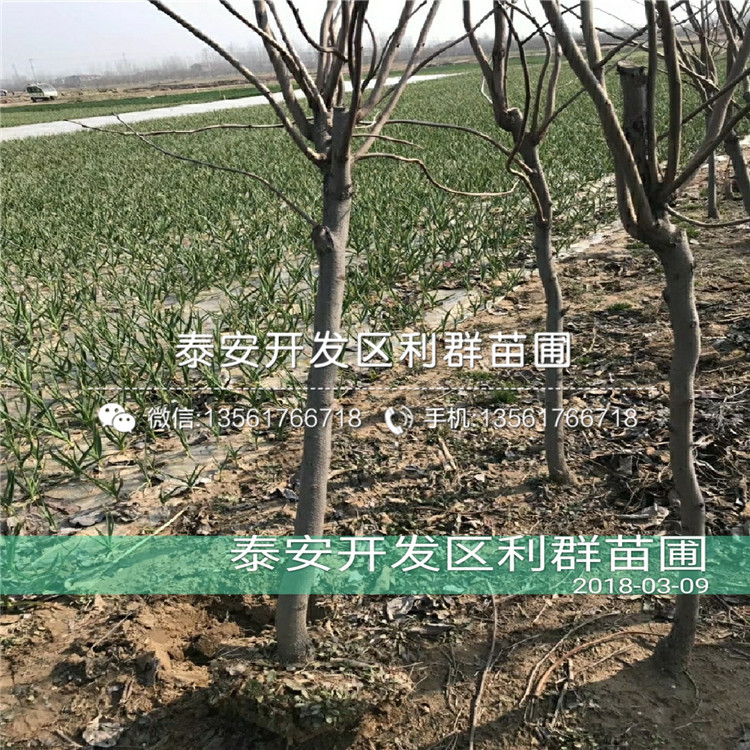 山東次郎甜柿子樹苗基地