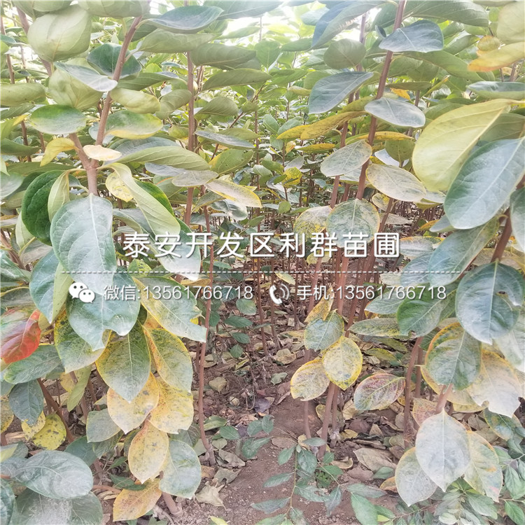 黑棗樹苗哪里有賣、黑棗樹苗多少錢一棵