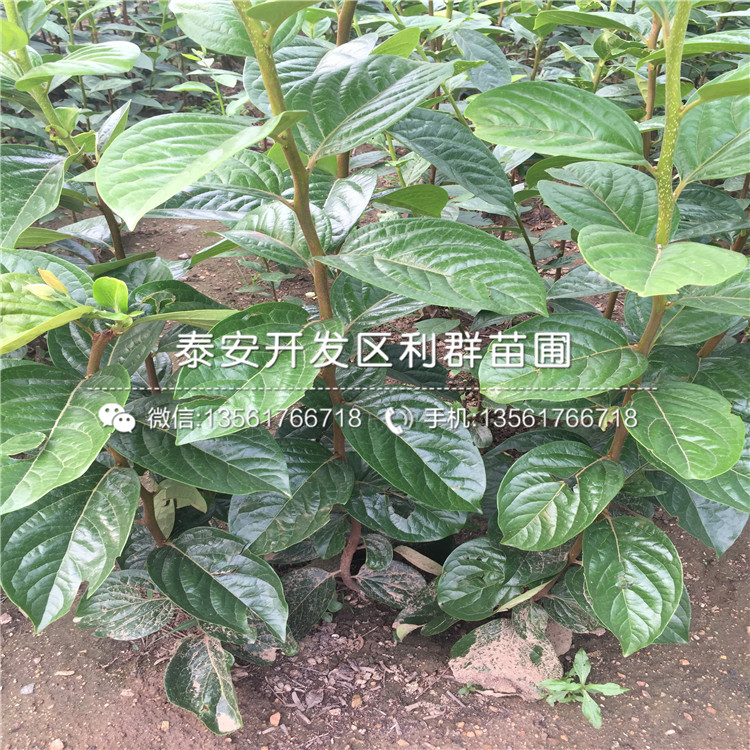 5公分柿子苗價格、5公分柿子苗基地