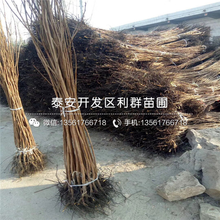 5公分柿子苗、5公分柿子苗價(jià)格
