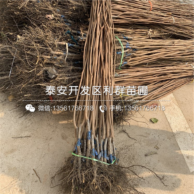 2019年大秋甜柿子樹苗報(bào)價(jià)、大秋甜柿子樹苗多少錢一棵