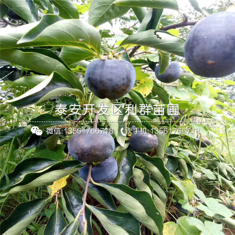 甜脆柿子樹苗基地、甜脆柿子樹苗價格及報價