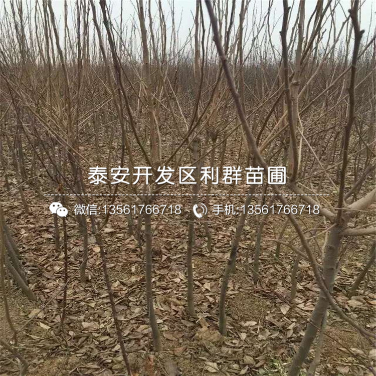 山東次郎甜柿子樹苗基地