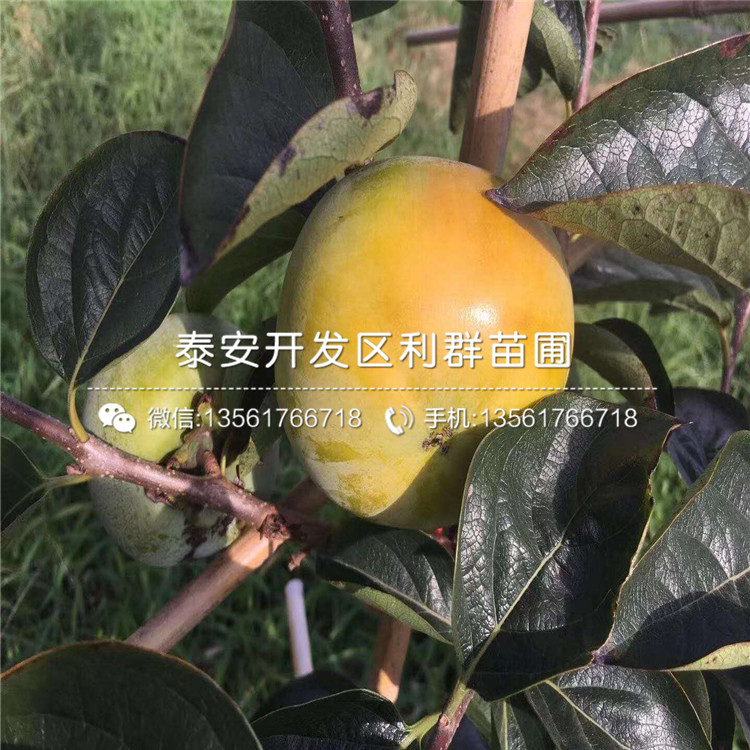 無核火晶柿子苗新品種、無核火晶柿子苗多少錢一棵