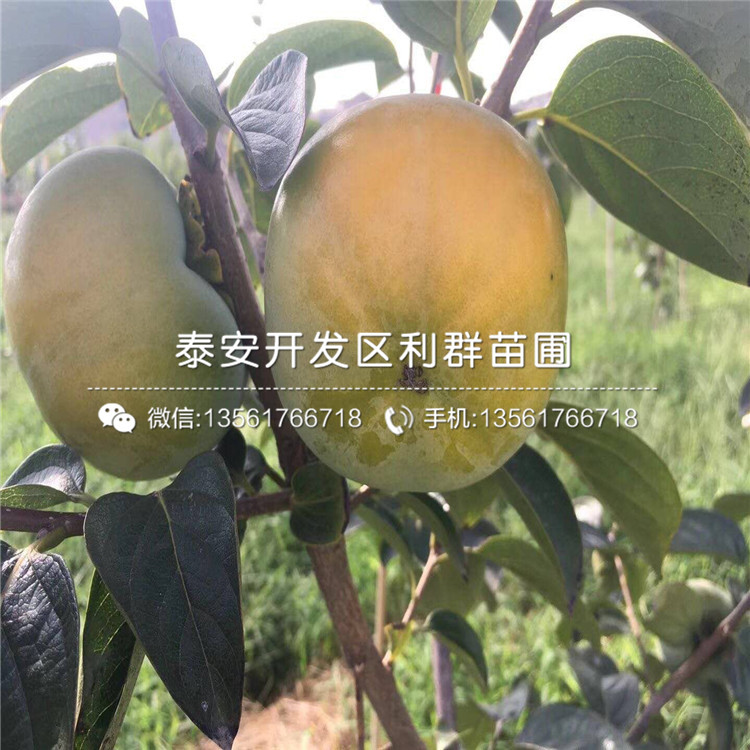 新品種柿子樹苗