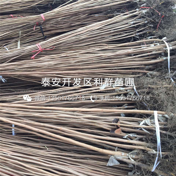 5公分柿子苗、5公分柿子苗價(jià)格