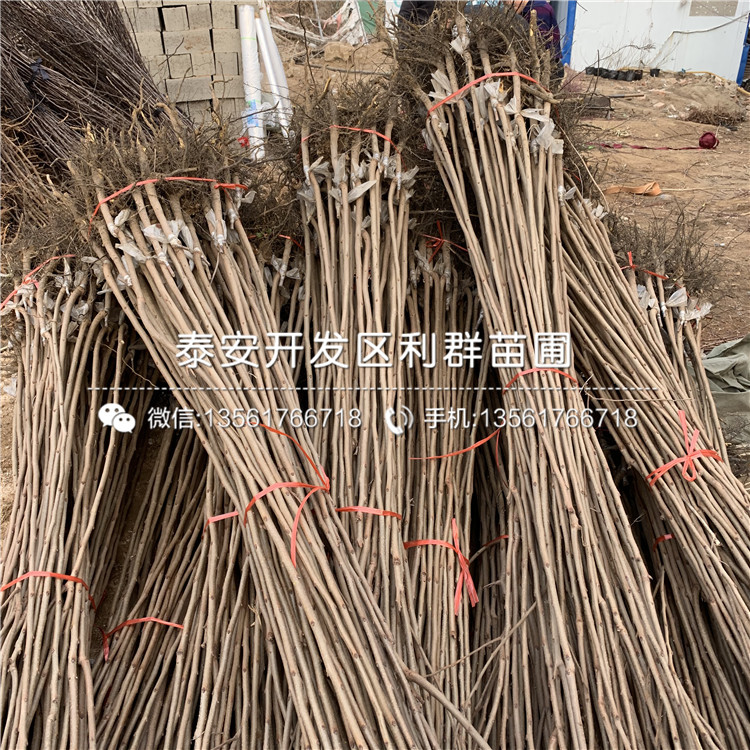 陽(yáng)豐甜柿子苗、陽(yáng)豐甜柿子苗出售