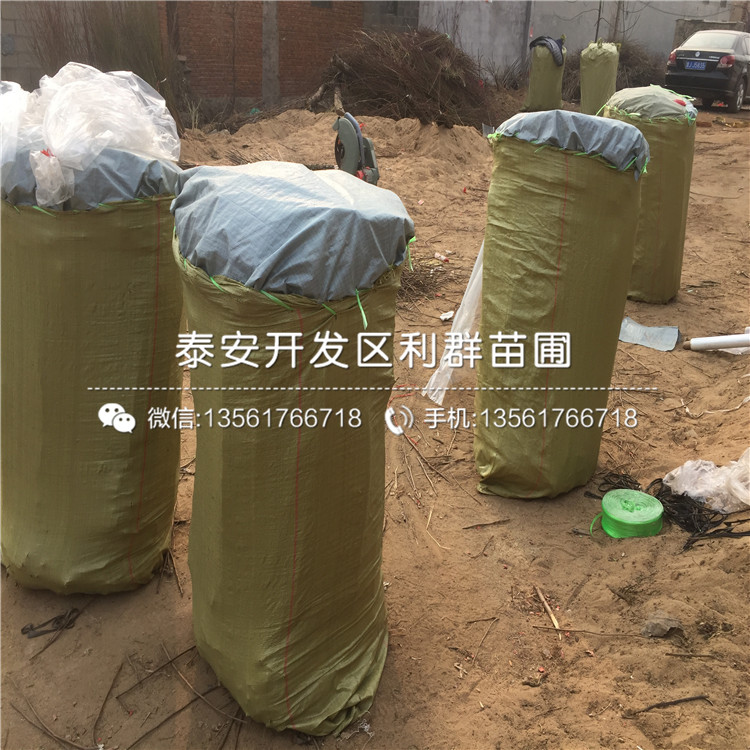甜脆柿子樹苗基地、甜脆柿子樹苗價格及報價