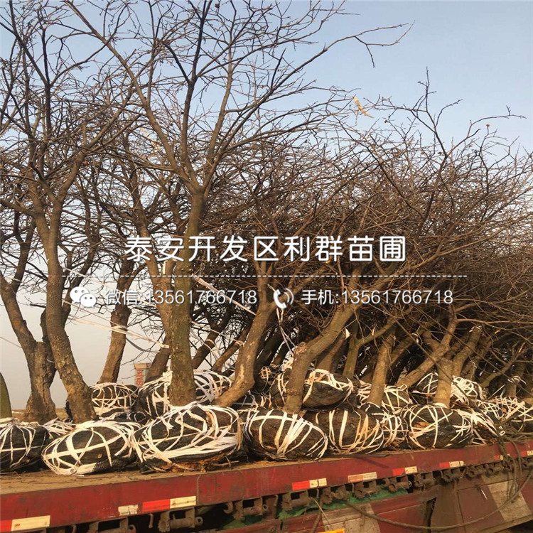 5公分柿子苗價格、5公分柿子苗基地
