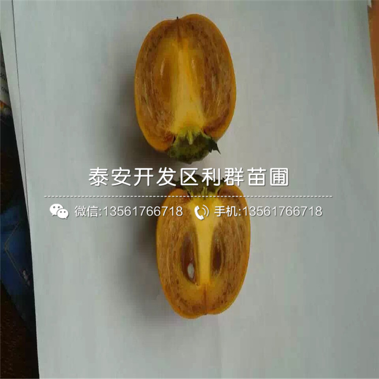 巧克力柿子苗品種介紹、巧克力柿子苗多少錢一棵