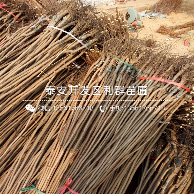 2019年甜柿子樹苗報(bào)價(jià)、甜柿子樹苗多少錢一棵