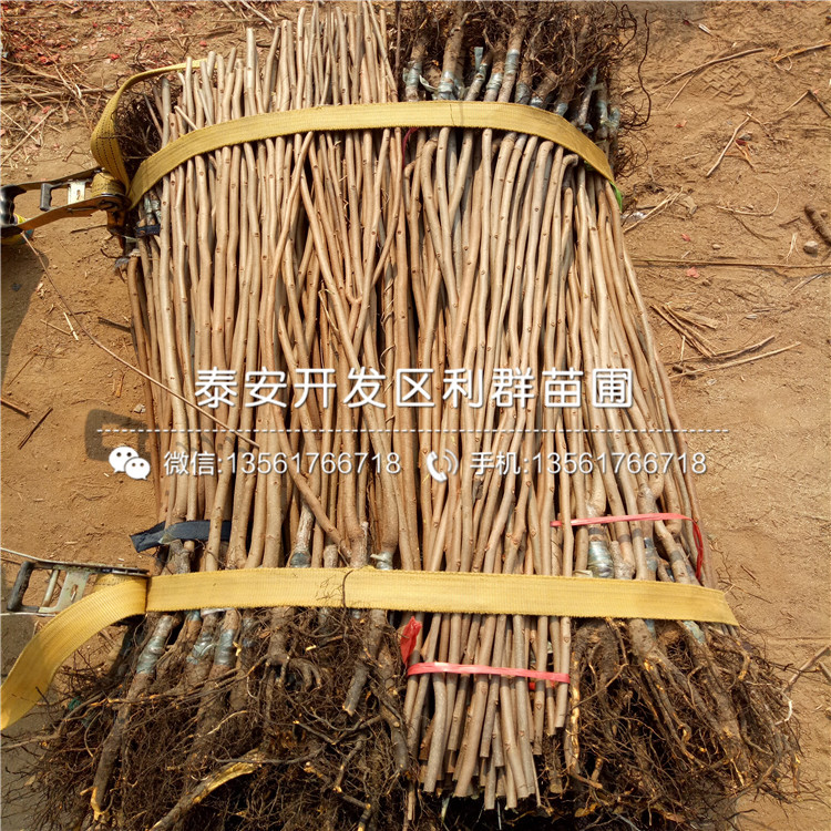 無核火晶柿子樹苗、無核火晶柿子樹苗價(jià)格