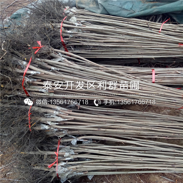 新品種柿子樹苗