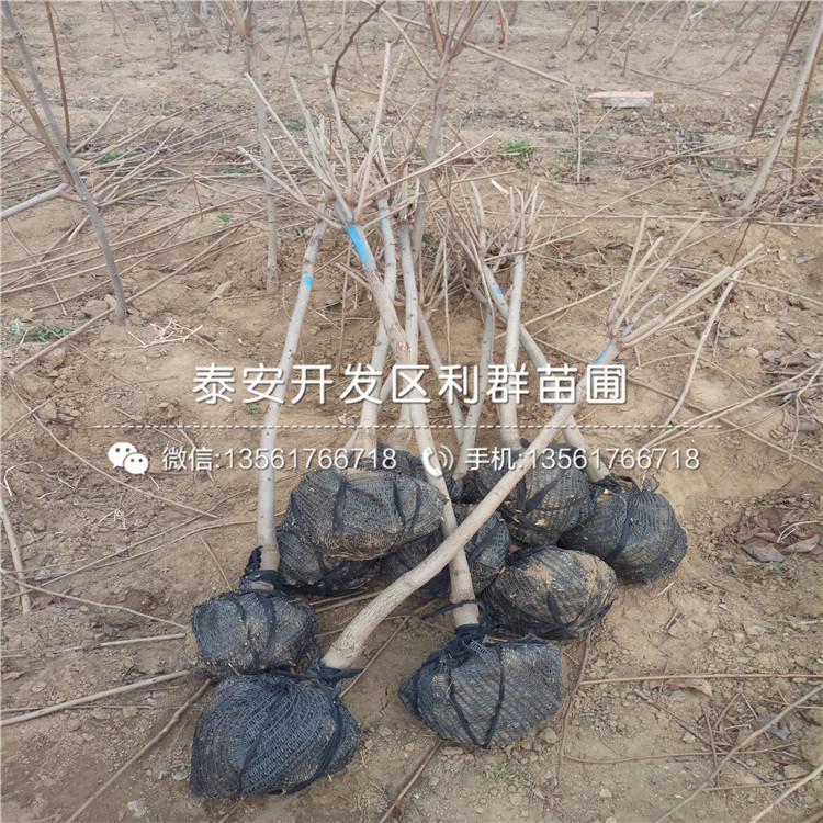 山東斤柿子樹苗價(jià)格及報(bào)價(jià)