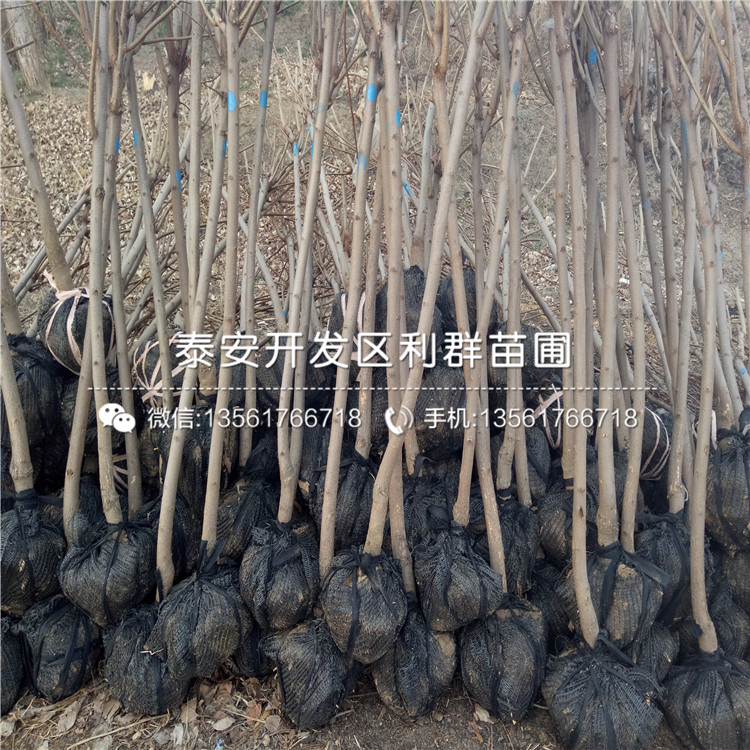 軟棗樹(shù)苗報(bào)價(jià)及價(jià)格