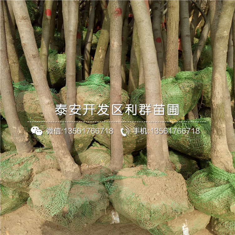羅田甜柿子苗報(bào)價(jià)及價(jià)格