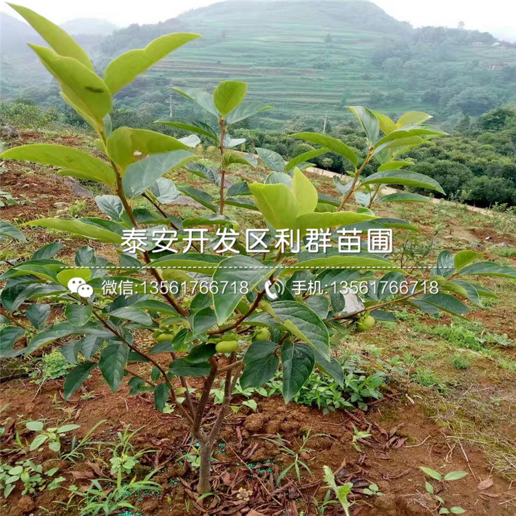 2019年甜柿子樹苗報(bào)價(jià)、甜柿子樹苗多少錢一棵