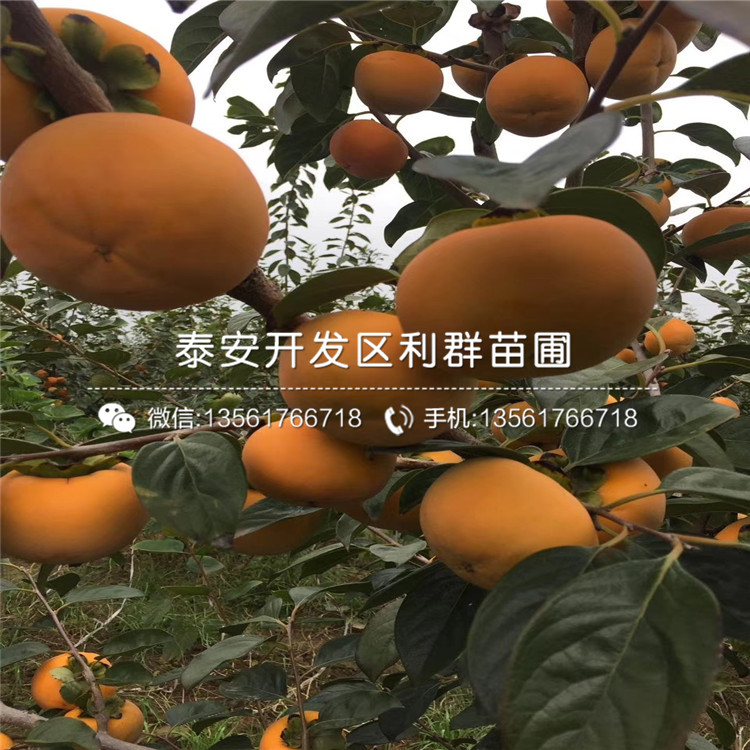 羅田甜柿子苗報(bào)價(jià)及價(jià)格