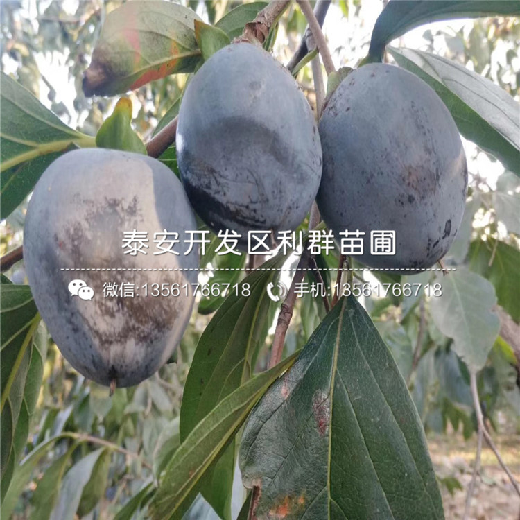 山東陽豐柿子樹苗、山東陽豐柿子樹苗價格