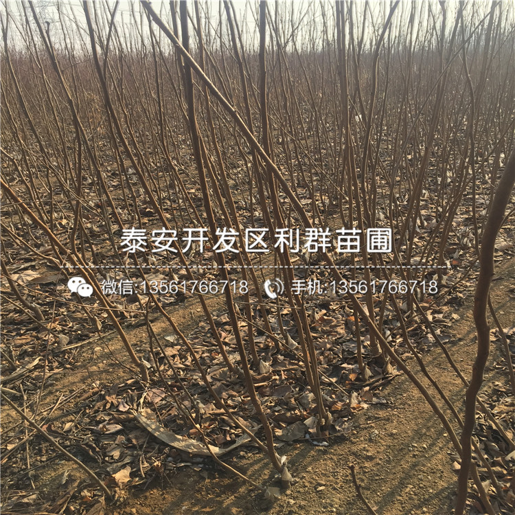 富有甜柿苗多少錢一棵、2019年富有甜柿苗價(jià)格