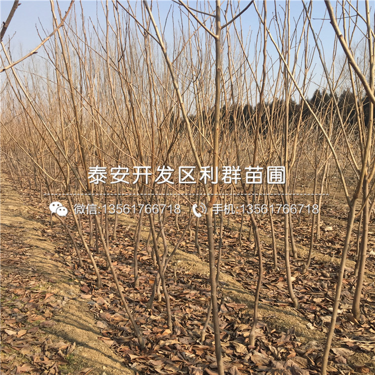2019年黑柿子樹苗報價、黑柿子樹苗多少錢一棵