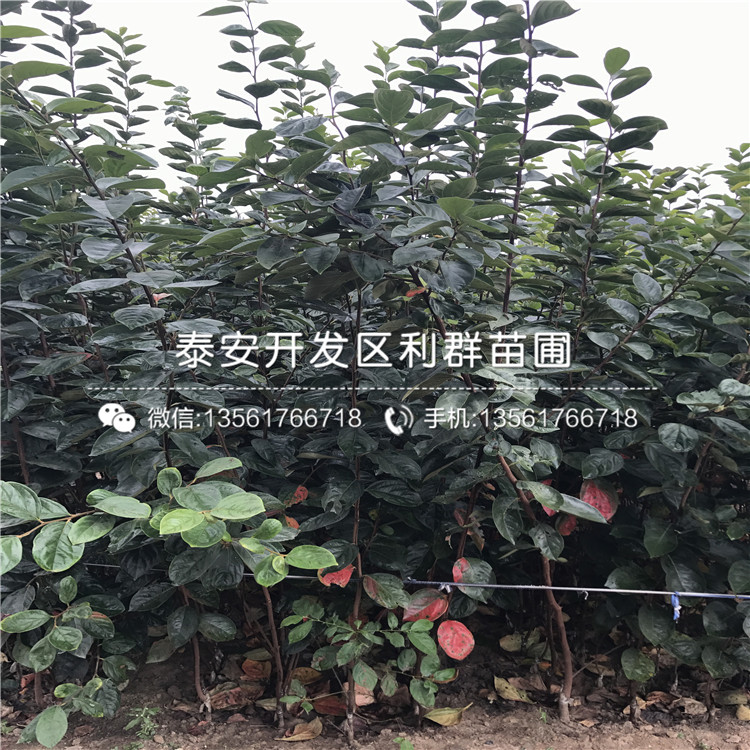 太秋甜柿子樹苗、太秋甜柿子樹苗報價