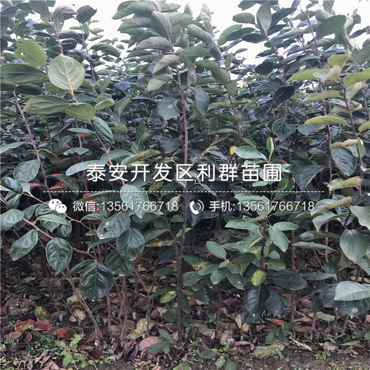 泰安柿子樹苗基地、泰安柿子樹苗價(jià)格及報(bào)價(jià)
