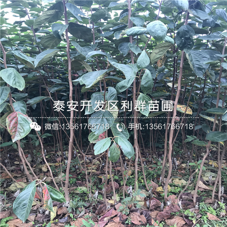 甜柿子樹苗