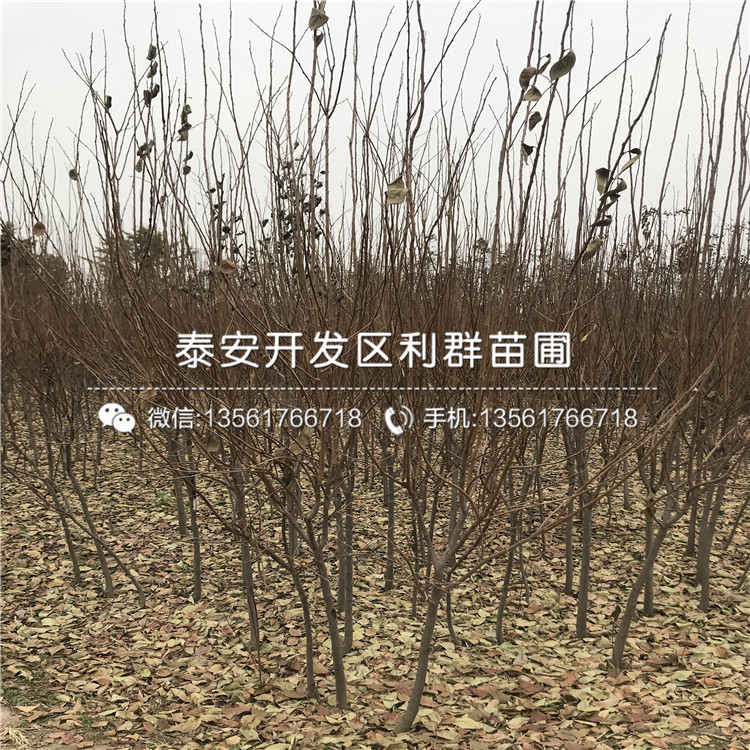 甜柿子樹苗