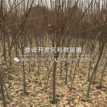 富平尖柿子樹苗報價、富平尖柿子樹苗多少錢一棵