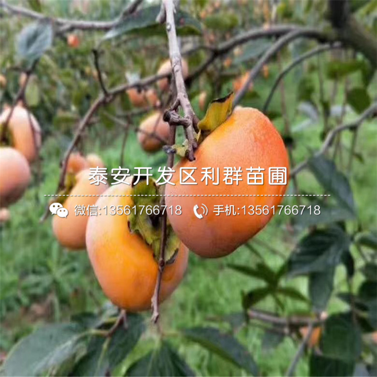 太秋甜柿樹苗出售、太秋甜柿樹苗基地