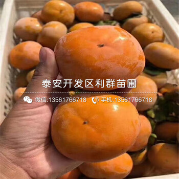 黑柿子樹苗哪里有賣、黑柿子樹苗多少錢一棵