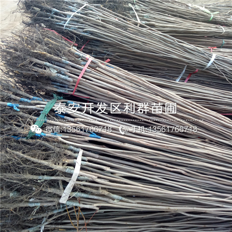 陽(yáng)豐柿子苗、陽(yáng)豐柿子苗基地