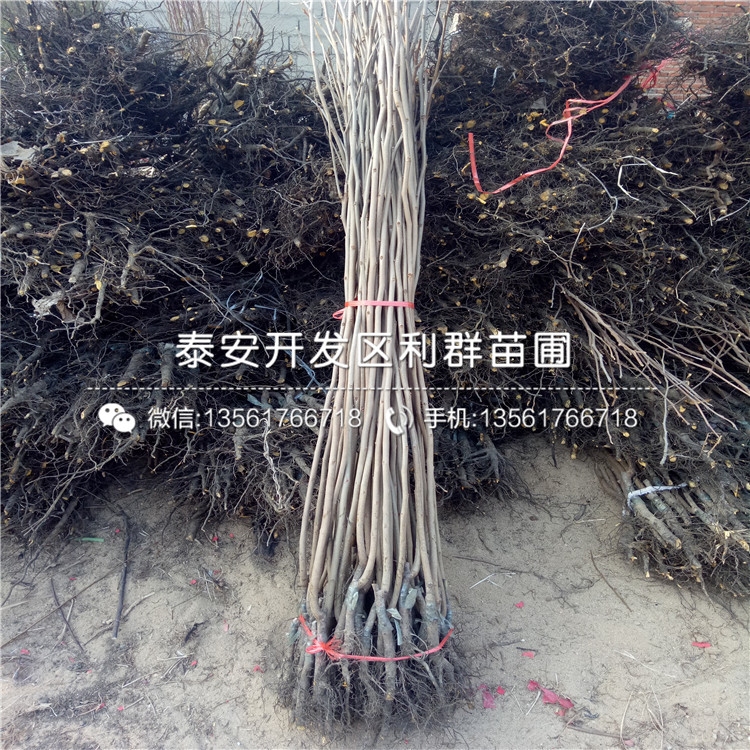 甜柿子樹苗