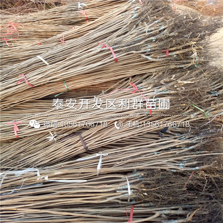 大秋甜柿樹苗、大秋甜柿樹苗多少錢一株