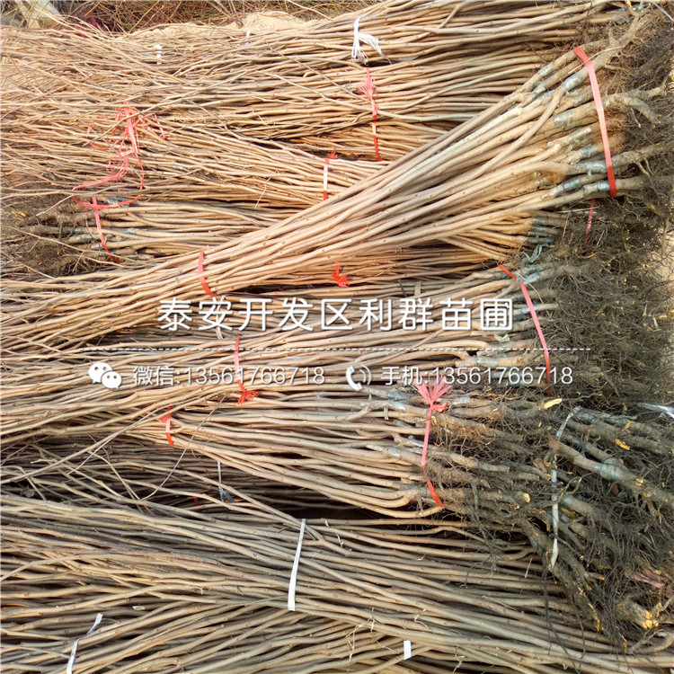 山東日本柿子樹(shù)苗、山東日本柿子樹(shù)苗多少錢(qián)一棵