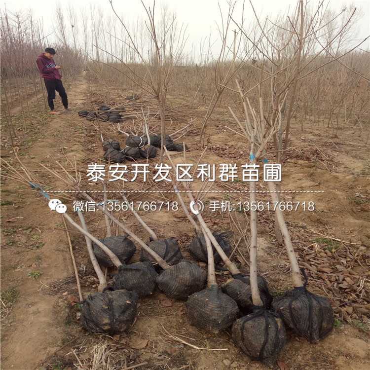 陽(yáng)豐柿子苗、陽(yáng)豐柿子苗基地
